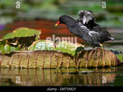 Gemeiner Moorhen (Gallinula chloropus), weiblich, Blätter von Riesenwasserlilien (Nymphaea gigantea), im Teich, Stuttgart, Baden-Württemberg, Deutschland Stockfoto