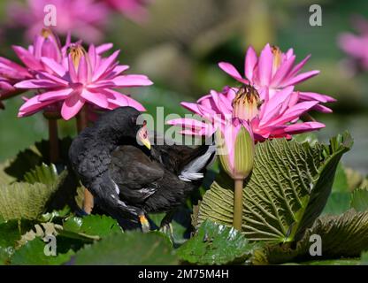 Moosmuschel (Gallinula chloropus), weiblich, Wasserlilie (Nymphaea), Rosa, Teich, Stuttgart, Baden-Württemberg, Deutschland Stockfoto