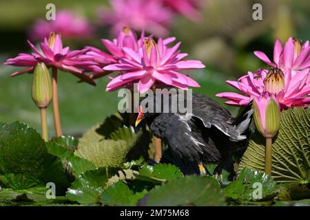 Moosmuschel (Gallinula chloropus), weiblich, Wasserlilie (Nymphaea), Rosa, Teich, Stuttgart, Baden-Württemberg, Deutschland Stockfoto