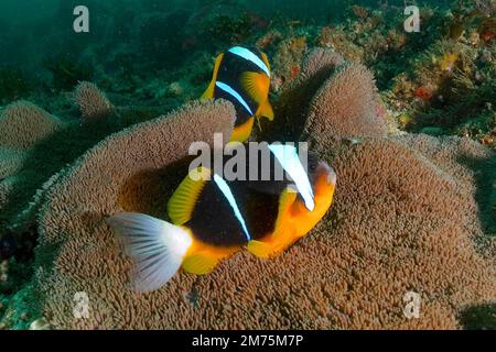 Ein Paar Allards Anemonefische (Amphiprion allardi) in seiner Seeanemone. Tauchplatz Aliwal Shoal, Umkomaas, KwaZulu Natal, Südafrika Stockfoto