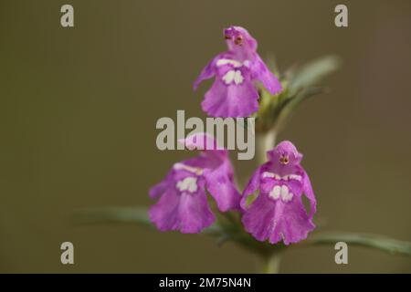 Drei kleine Engelsblütenfiguren auf der Galeopsis ladanum var. Angustifolia (Galeopsis angustifolia) in Ruine Homburg, Karlstadter Trockengebiete Stockfoto