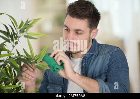 Ein Mann, der Blätter einer Zimmerpflanze putzt Stockfoto