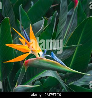 Paradiesvogel Blume aus der Nähe Stockfoto