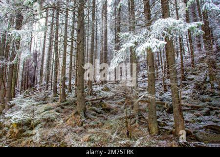 Ein erstaunliches Märchen mit Schnee auf Fichten (Tannen) und schneebedecktem Boden auf einem steilen Hang in der polnischen Tatra (Reservat) туче zum Skigebiet Zak Stockfoto