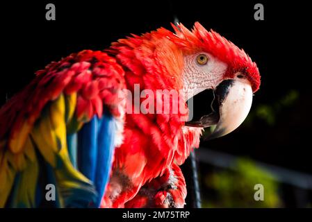 Nahaufnahme eines scharlachroten Ara Stockfoto