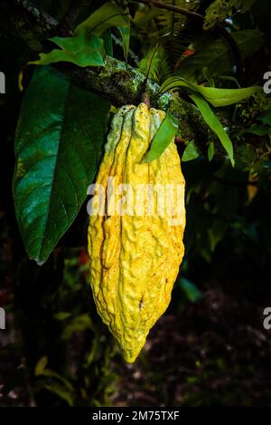 Gelbe Kakaoschale auf einem Baum Stockfoto