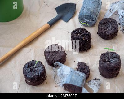 Tomatenkeimlinge, die in geschwollenen Torftabletten wachsen, die auf einem rauen braunen Papier verstreut sind. Eine Schaufel und ein Topf in der Nähe. Stockfoto