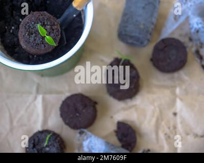 Eine Schaufel gibt eine geschwollene Torftablette mit kleinen Tomaten in einen grünen Topf, um zu wachsen. Grobes braunes Papier und verstreute Bodentabletten im Hintergrund. Stockfoto