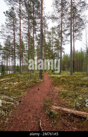 Ein Bild einer Fußgängerstraße, umgeben von hohen Bäumen im Wald Stockfoto