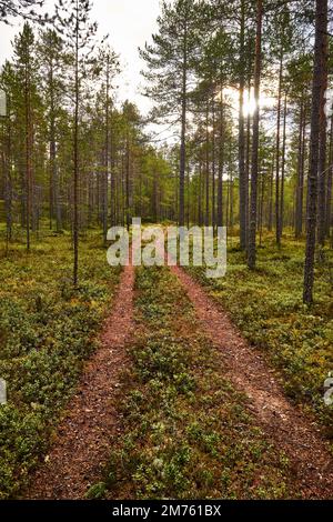Ein Bild einer Fußgängerstraße, umgeben von hohen Bäumen im Wald Stockfoto