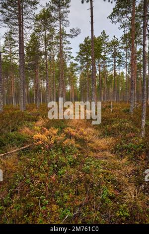 Ein Bild einer Fußgängerstraße, umgeben von hohen Bäumen im Wald Stockfoto