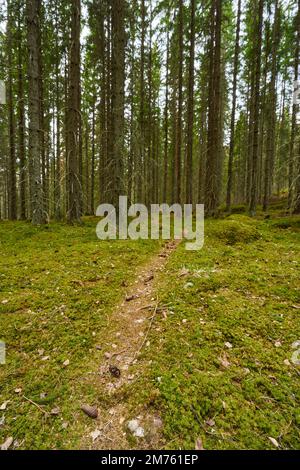 Ein Bild einer Fußgängerstraße, umgeben von hohen Bäumen im Wald. Stockfoto