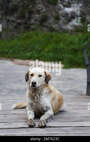 Süßer, weißer, obdachloser Hund, der auf der Straße liegt Stockfoto