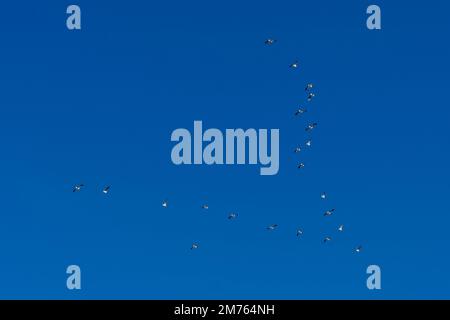 Seezunge Guillemot (Uria aalge) in Formation, Gasbergkilen, Spitsbergen, Svalbard-Inseln, Norwegen. Stockfoto