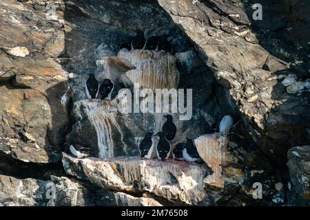 Brünnichs Guillemot (Uria lomvia), Kongsfjorden, Spitsbergen, Svalbard-Inseln, Norwegen. Stockfoto