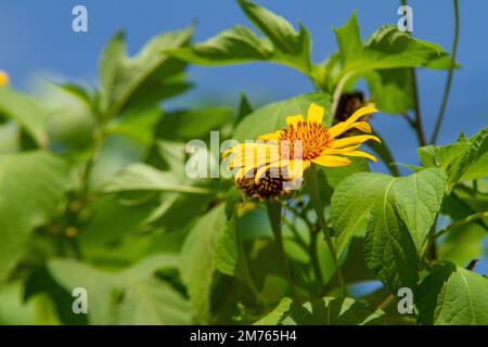 Mexikanische Sonnenblumen (Tithonia diversifolia) in einem Garten in Rio de Janeiro. Stockfoto