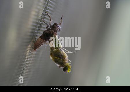 Die Libelle verwandelt sich von der Puppe in das Insekt. Stockfoto