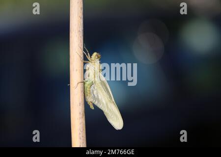 Die Libelle verwandelt sich von der Puppe in das Insekt. Stockfoto