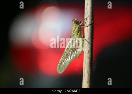 Die Libelle verwandelt sich von der Puppe in das Insekt. Stockfoto