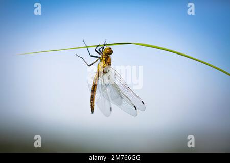 Die Libelle verwandelt sich von der Puppe in das Insekt. Stockfoto