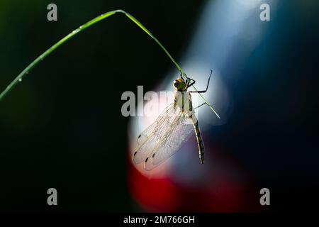 Die Libelle verwandelt sich von der Puppe in das Insekt. Stockfoto