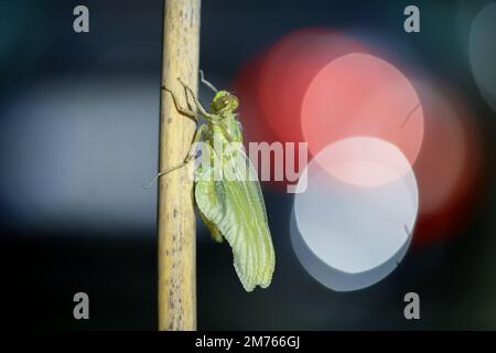 Die Libelle verwandelt sich von der Puppe in das Insekt. Stockfoto