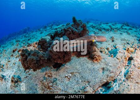 Heute setzt Octopus cyanea eine Tintenwolke frei, um einem Raubtier, Hawaii, zu entkommen. Der Tag Oktopus ist auch als der große Blau bekannt Stockfoto