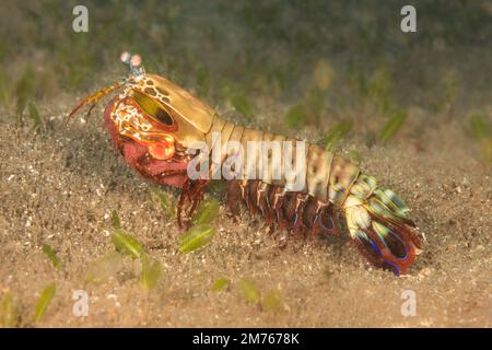 Eine Pfauenmantis-Garnele, Odontodactylus scyllarus, mit einer leuchtend roten Ei-Masse, Philippinen. Die Garnelen der Gottesanbeterin leben in einem „U“-förmigen Graben und sind es Stockfoto