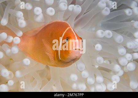 Diese Rosa Anemonenfischen, Amphiprion perideraion, ist in einer Anemone, Heteractis magnifica, Bleichen ist von hohen Meerestemperaturen und Hitze, Stockfoto