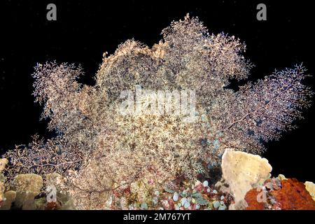 Die verzweigten Arme dieses Basket Star, Astroboa nuda, fangen vorbeifahrendes Plankton aus den Gewässern rund um das Tubbatah Reef auf den Philippinen ein. Während des da Stockfoto