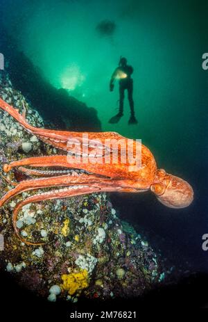 Ein riesiger pazifischer Tintenfisch, Enteroctopus dolfleini, und ein Taucher (MR) an einer Wand in British Columbia, Kanada. Stockfoto