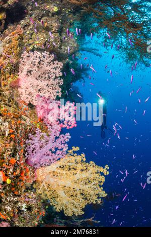 Taucher (MR), der Anthien lehrt und eine Mauer mit Alcyonariakorallen, Fidschi. Stockfoto