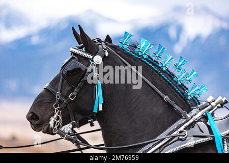 Percheron-Pferde, die in Colorado eine Kutsche ziehen Stockfoto