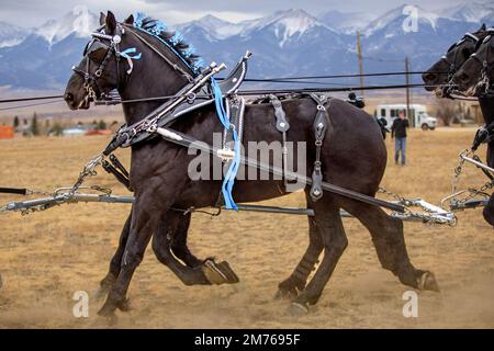 Percheron-Pferde, die in Colorado eine Kutsche ziehen Stockfoto