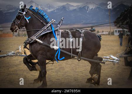 Percheron-Pferde, die in Colorado eine Kutsche ziehen Stockfoto