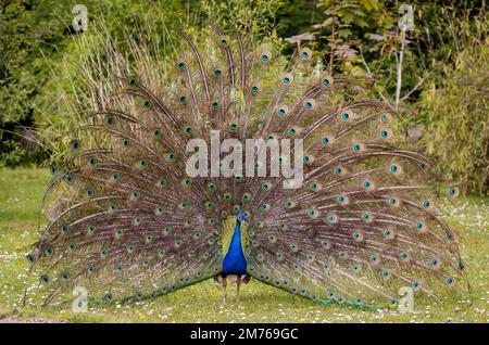 Männlich Blau [ oder Indianer ] Peafowl [ Pavo cristatus ] wird angezeigt Stockfoto