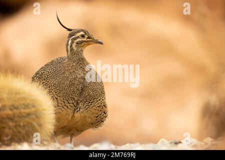 Elegant Crested timanu [ Eudromia elegans ] im Paington Zoo, Paington, Devon, Großbritannien Stockfoto