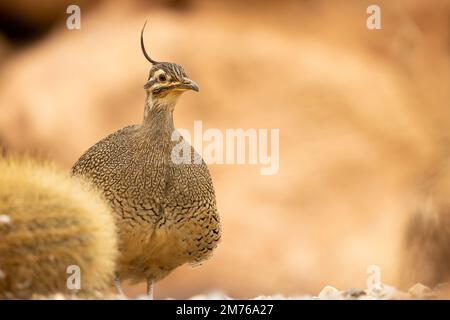 Elegant Crested timanu [ Eudromia elegans ] im Paington Zoo, Paington, Devon, Großbritannien Stockfoto