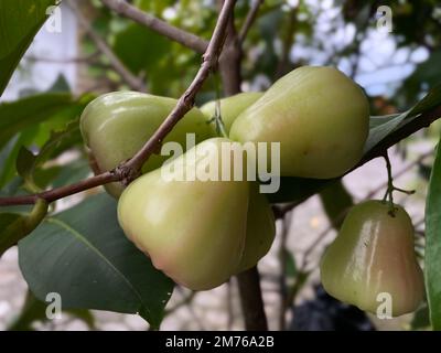 Syzygium aqueum oder Wasserapfel, der am Baum hängt Stockfoto