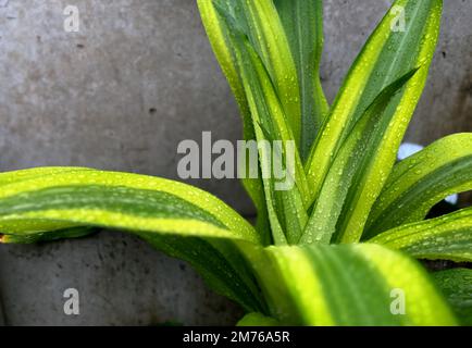 Wunderschöne Dracaena-Duftpflanze. Dracaena duftet mit Süßwasser und Wassertropfen in Blättern. Nahaufnahme der Dracaena Parfümerie Stockfoto