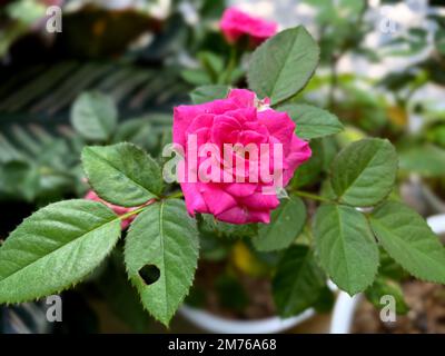 Kleine rosa Rose im Garten. Mini-Rosen blühen Stockfoto