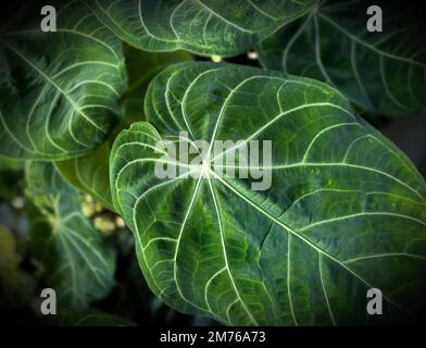 Frische und große Blätter von Anthurium Crystal sind perfekt für den Hintergrund. Anthurium Crystallinum ist eine Pflanze aus dem Taro-Stamm, zu der auch die Familie der Araceae gehört. Stockfoto