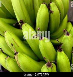 Nahaufnahme einer grünen, unreifen Banane, die an einem Baum hängt. (musa) Stockfoto