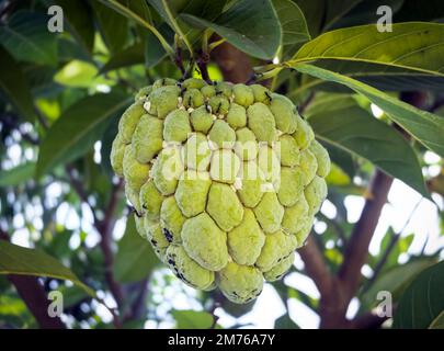 Puddingapfel oder Zuckerapfelfrucht (Annona squamosa), die am Baum hängen. Stockfoto