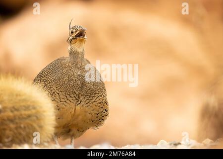 Elegant Crested timanu [ Eudromia elegans ] im Paington Zoo, Paington, Devon, Großbritannien Stockfoto