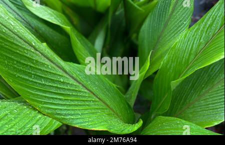 Kurkumblätter mit Tautropfen. Hintergrund der Blätter der Kurkuma (Zingiberaceae) Stockfoto