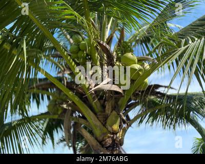 Kokosnussbaum. Frische Kokosnuss auf dem Baum. Kokosnussfrucht Stockfoto