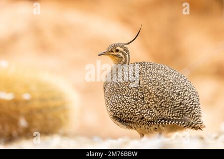 Elegant Crested timanu [ Eudromia elegans ] im Paington Zoo, Paington, Devon, Großbritannien Stockfoto