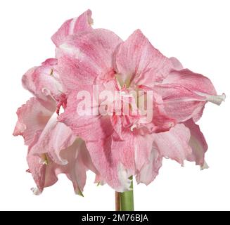 Hippeastrum x hortorum, Hippeastrum, Rozetta, Sigtuna, Schweden, Nordeuropa, Amaryllis, Amaryllidaceae, Amaryllid, mehrjährig, Bulbus, Familie Amaryllis, Amaryllisväxter Stockfoto