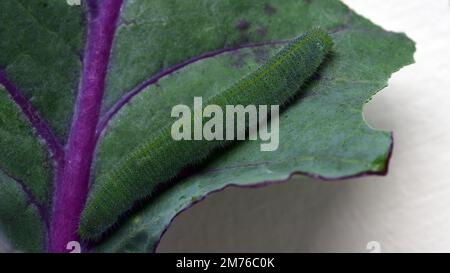 Makro einer Raupe (Pieris rapae Butterfly). Kohl und andere Brassicas sind eine Nahrungsquelle für die Raupen mehrerer Mottenarten Stockfoto